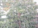 画像: 雪が降って