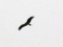 画像: 今日は鳥が