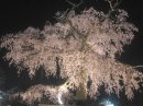 画像: 円山公園に