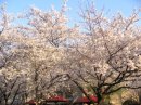 画像: 祇園新橋、白川の桜を