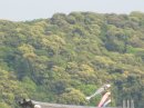 画像: 鯉のぼりも。