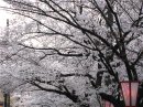 画像: 満開に近い桜を