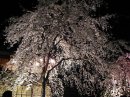 画像: 夜桜も見たい