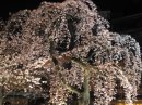 画像: 祇園の料亭前で