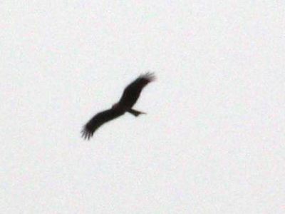画像: 今日は鳥が
