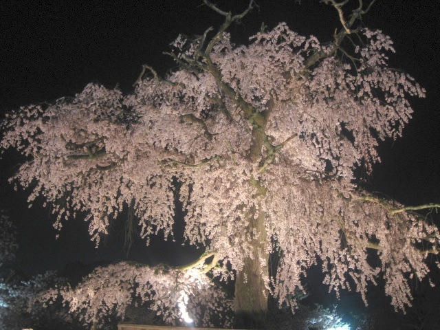 画像: 円山公園に