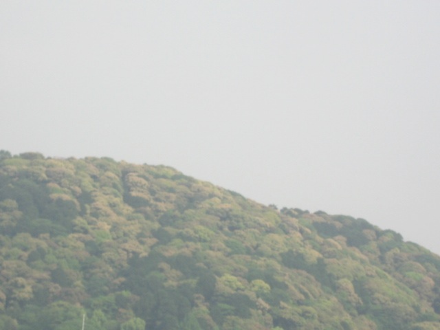 画像: 鮮やかに見えるはずの