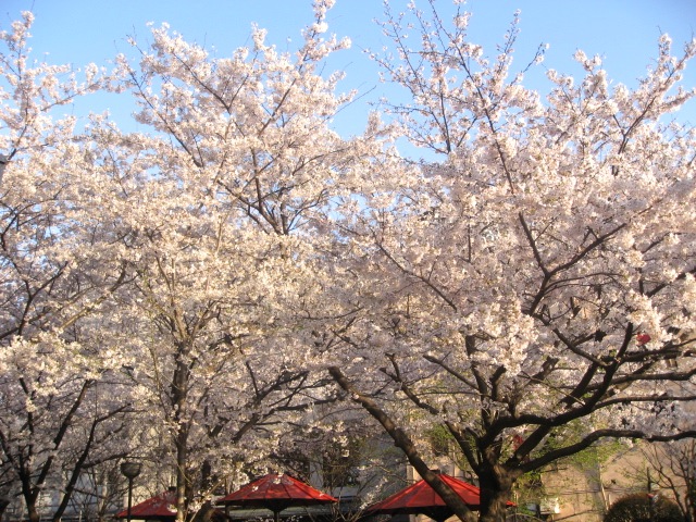 画像: 祇園新橋、白川の桜を