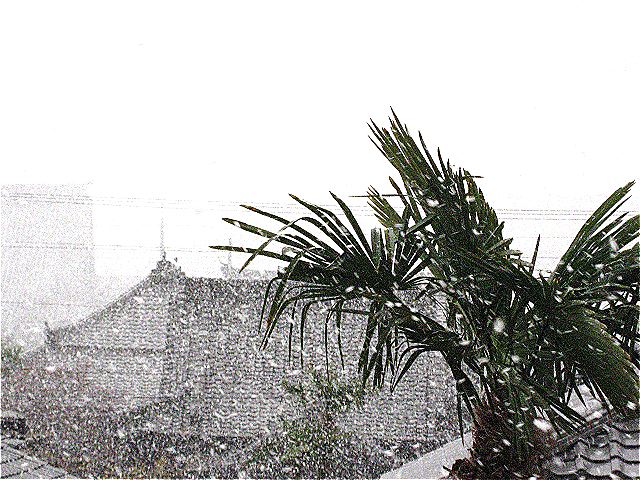 画像: こちらも雪(^^;)