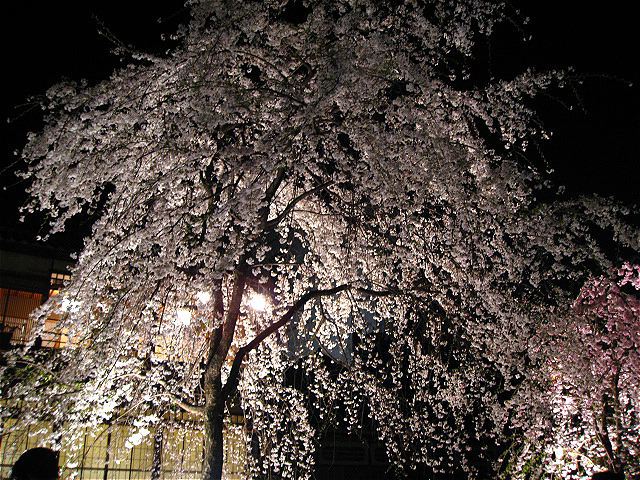 画像: 夜桜も見たい