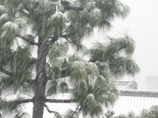 画像: 雪のバレンタインデー。