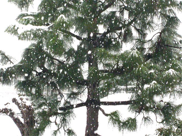 画像: ぼたん雪